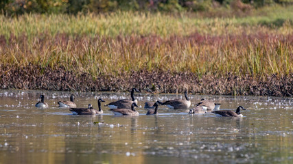 flock of canada geese
