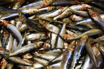 Obraz premium Full frame close up of fresh silver shimmering sardines on French market - Cote d´Azur, France