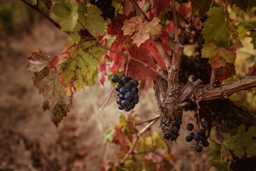 grape vines at harvest time, autumn harvest
