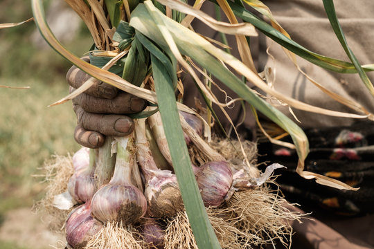Garlic farm