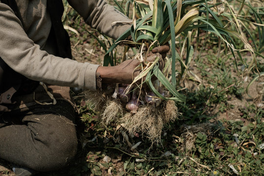 Garlic farm