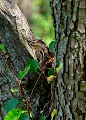Obraz premium Chipmunk in tree