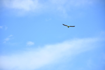 Cotorra Argentina en árbol