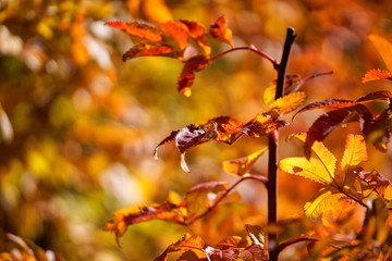 Branch with beautiful red autumn leaves lit by the sun. Shallow depth of field. Selective focus