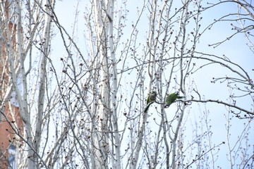 Cotorra Argentina en árbol