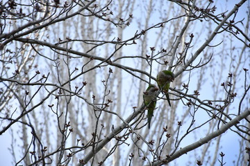Cotorra Argentina en árbol