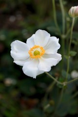 Obraz premium white flower with yellow center