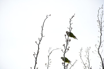 Cotorra Argentina en árbol