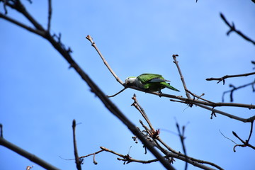 Cotorra Argentina en árbol