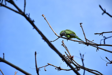 Cotorra Argentina en árbol