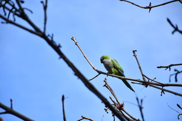 Cotorra Argentina en árbol