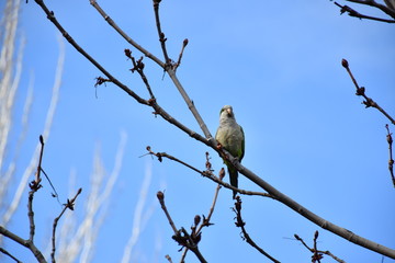 Cotorra Argentina en árbol