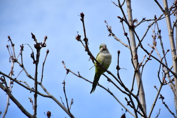 Cotorra Argentina en árbol