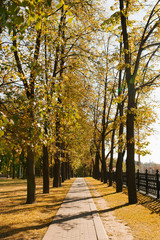 Autumn yellow alley in the city Park