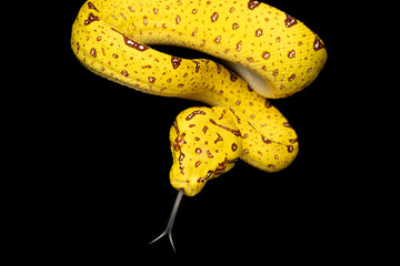  Juvenile Green Tree Python