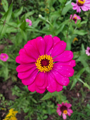 Fototapeta premium Beautiful zinnia flower in with blurred background