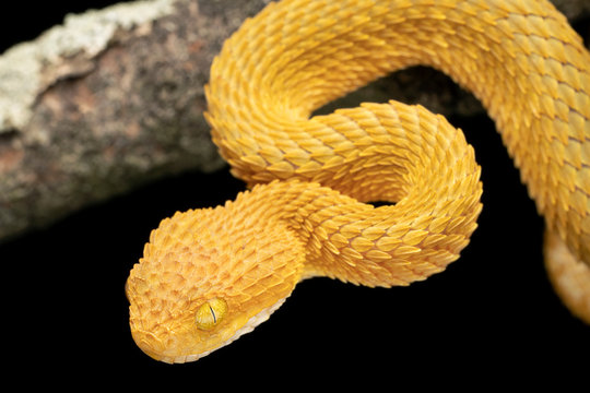Colorful Bush Viper Snake 