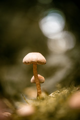mushroom in forest