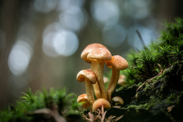 mushroom in forest