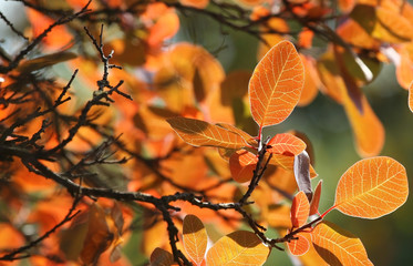 Orange leaves, beautiful autumn background, sunny day in the forest