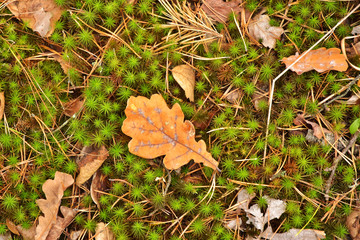 Lush green moss with dry pine needles and oak leaf in the forest. Autumn background with green textured moss and yellow autumn leaves. Forest in November with wet fluffy  moss and red beautiful leaf