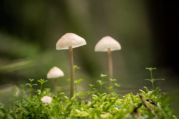 mushroom in grass