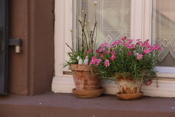 Fototapeta na wymiar Beautiful plants outside a European home