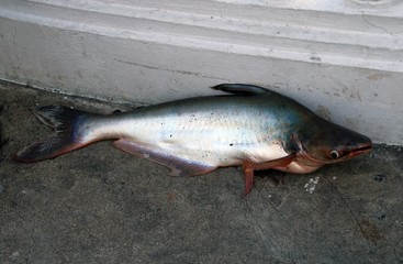Panga (Pangasianodon hypophthalmus) recién pescado por un local en Bangkok (Tailandia).