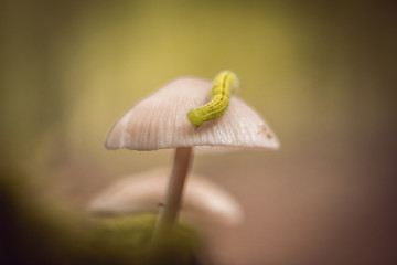 closeup of white flower