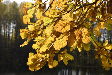 yellow maple leaves in autumn