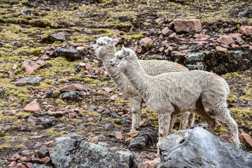 Alpacas in the mountains near Ausungate, Cusco, Peru