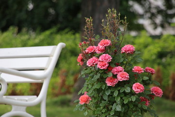 Beautiful Pink Flowers in the Park