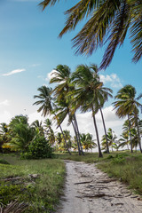 Plakat palm trees on beach