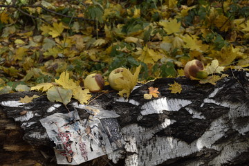Apples in the forest