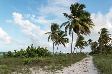 Plakat palm trees on beach
