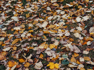 Leaves lie on the grass in the autumn Park