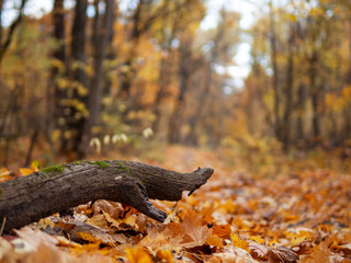 Beautiful dry leaves lie on the ground in a colorful autumn forest. Carpet of autumn leaves background