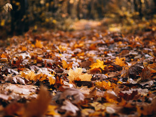 Beautiful dry leaves lie on the ground in a colorful autumn forest. Carpet of autumn leaves background