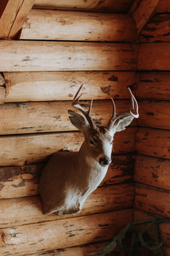 Head of Deer Mounted in Cabin