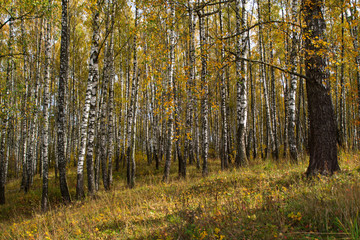 Birch in the autumn forest in October
