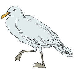 Vector Sky bird seagull in a wildlife. Black and white engraved ink art. Isolated seagull illustration element.