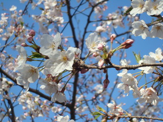 cherry flowers