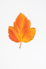 bright colored red and yellow leaf isolated on a white background close up , autumn fall macro