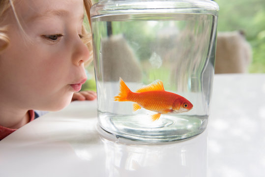 Curious boy looking at goldfish in bowl