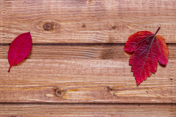 bright colored red and yellow leaf isolated on a brown wooden background close up , autumn fall macro
