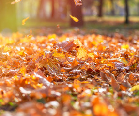 dry yellow maple leaves on the ground, selective focus, autumn city park with yellowed leaves