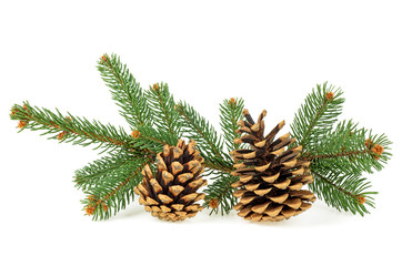 Pine cones and branches of fir-tree on a white background, close up.
