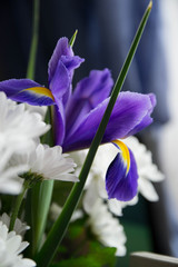 purple iris on blue background with white small flowers in bouquet 