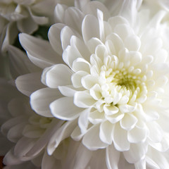 white chrysanthemum flower