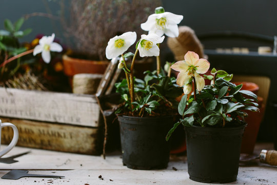 White Hellebore plants on a potting bench ready to be potted on.